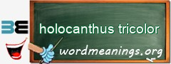 WordMeaning blackboard for holocanthus tricolor